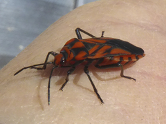 Spilostethus decoratus