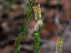 Pimelea trichostachya