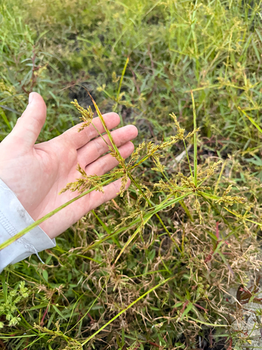 Cyperus observed 2026-10-28