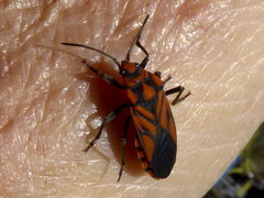 Spilostethus decoratus