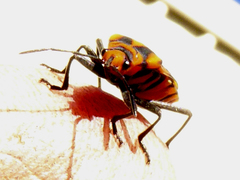 Spilostethus decoratus
