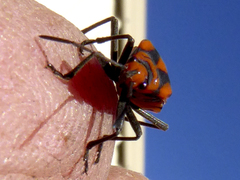 Spilostethus decoratus