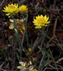Rhodanthe polygalifolia