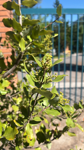 Cryptocarya observed 2026-10-27