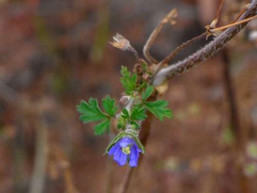 Image of Erodium crinitum by (c) Russell Best, some rights reserved (CC BY)