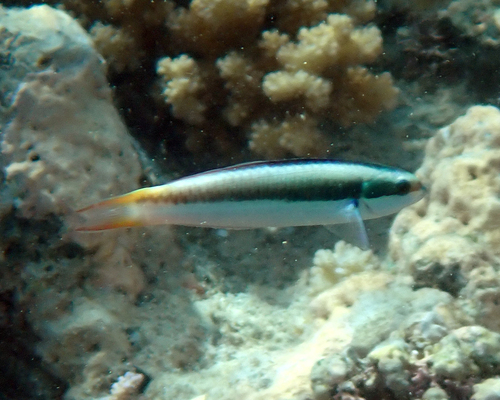 Thalassoma observed 2026-10-28