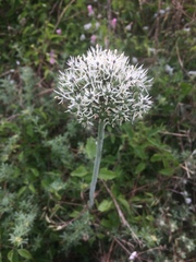 Allium cyrillii