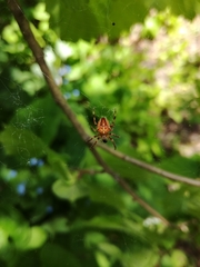Araneus ishisawai