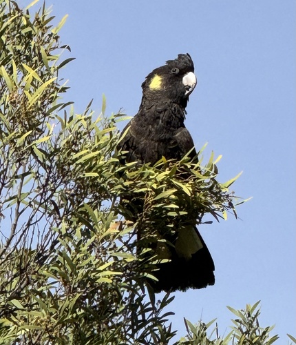 Cacatua observed 2026-10-29