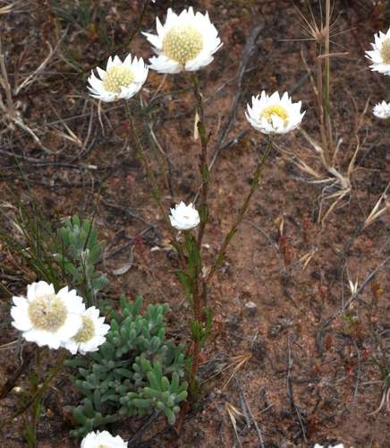 Clay Sunray (Rhodanthe stuartiana)
