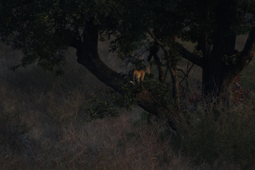 Panthera pardus pardus photograph by the iNaturalist community