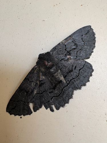 Corvus observed 2026-10-29