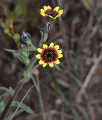 Osteospermum monstrosum