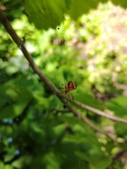 Araneus ishisawai