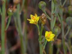 Bulbine semibarbata