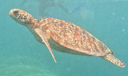 Chelonia mydas photograph by the iNaturalist community