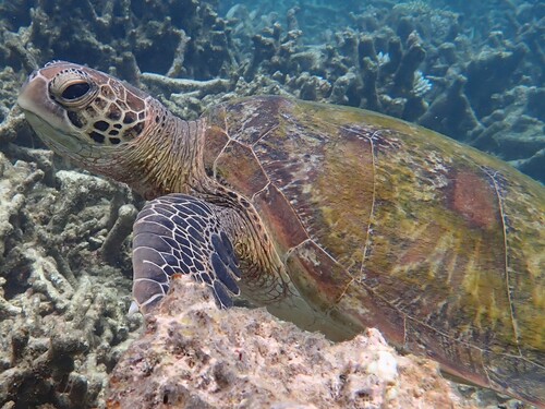 Chelonia mydas photograph by the iNaturalist community
