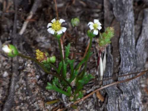 Image of Brachyscome lineariloba by (c) Russell Best, some rights reserved (CC BY)