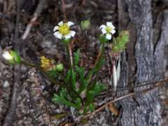 Brachyscome lineariloba