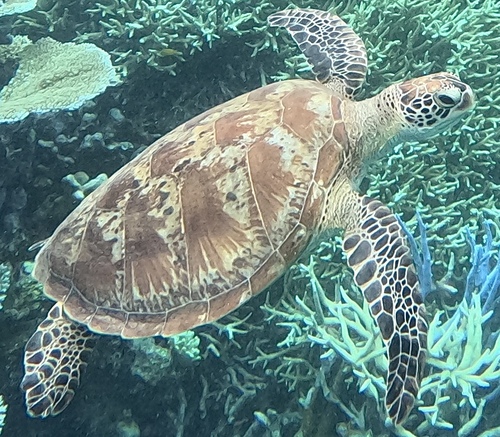 Chelonia mydas photograph by the iNaturalist community