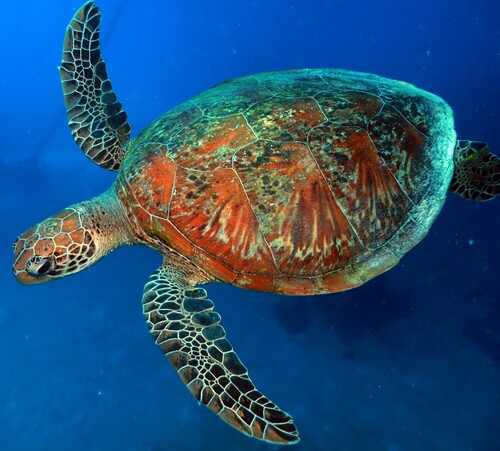 Chelonia mydas photograph by the iNaturalist community
