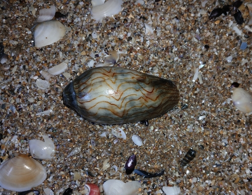 Amoria undulata observed 2026-10-28