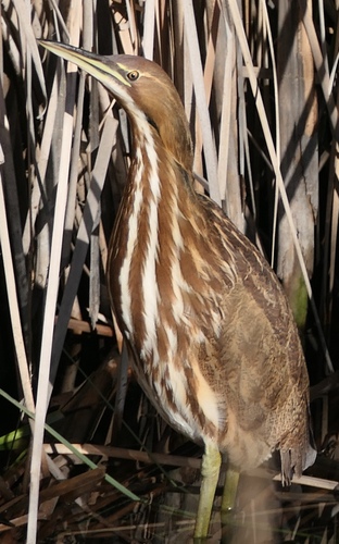 Aves observed 2026-10-28