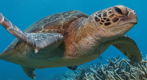 Chelonia mydas photograph by the iNaturalist community