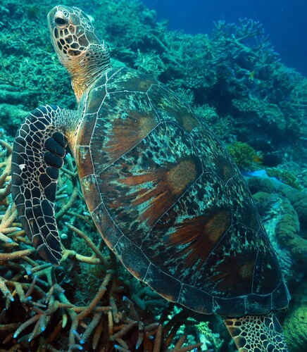 Chelonia mydas photograph by the iNaturalist community
