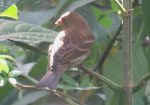 Passerina cyanea observed 2026-10-26