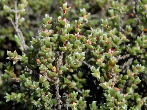Image of Maireana oppositifolia by (c) Russell Best, some rights reserved (CC BY)