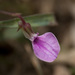 Pigea enneasperma - Photo (c) Siddarth Machado, algunos derechos reservados (CC BY), subido por Siddarth Machado