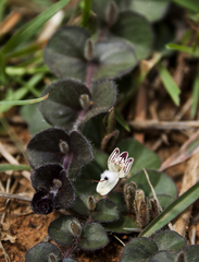 Andrographis serpyllifolia