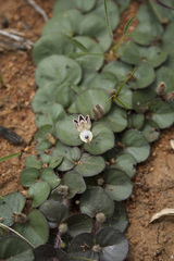 Andrographis serpyllifolia