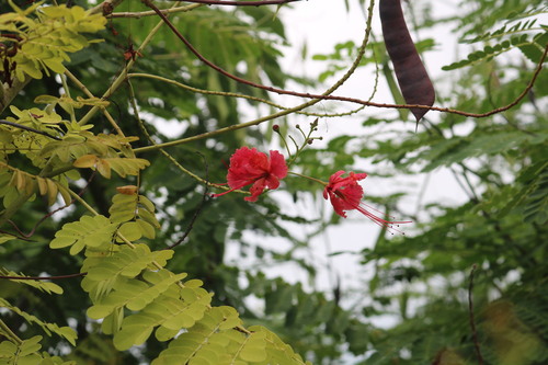 Caesalpinia observed 2026-10-28