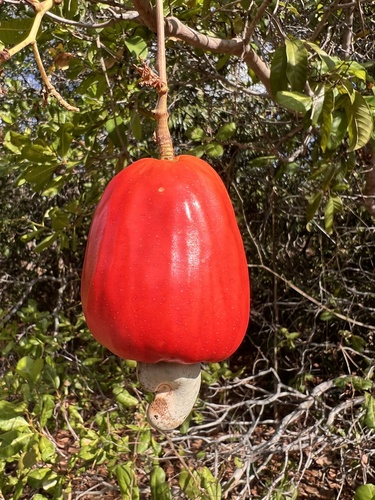 Anacardium occidentale observed 2026-10-27