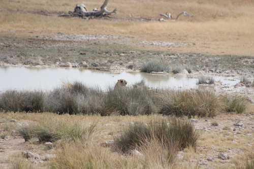 Panthera pardus pardus photograph by the iNaturalist community