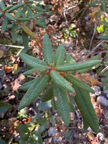 Rhododendron observed 2026-10-28