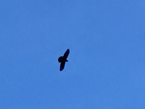 Corvus observed 2026-10-28