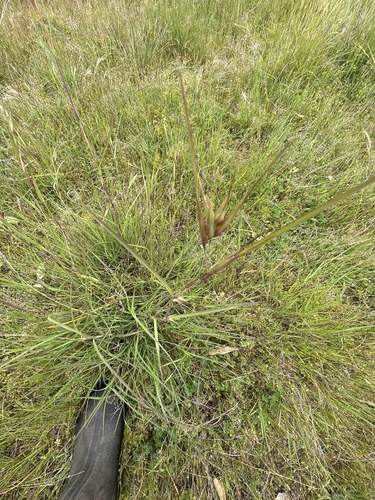 Themeda triandra observed 2026-10-29