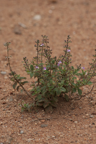 Image of Endostemon viscosus by (c) Siddarth Machado, some rights reserved (CC BY)