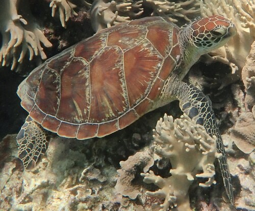 Chelonia mydas photograph by the iNaturalist community