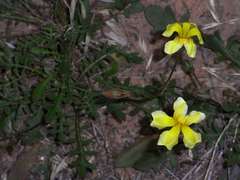 Goodenia pinnatifida