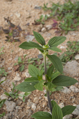 Spermacoce ocymoides