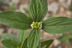 Spermacoce ocymoides