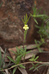 Striga asiatica