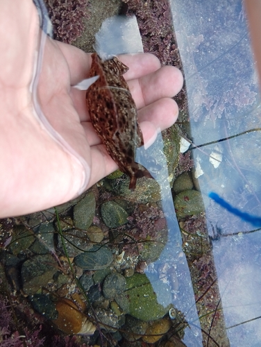 Aplysia californica, 2026-10-28