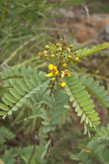 Senna montana