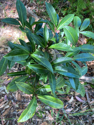 Ardisia observed 2026-10-29