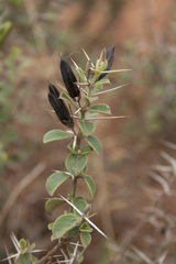 Barleria mysorensis